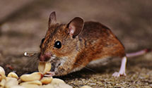 24 Hour & Emergency Exterminators in Farmersville Station, NY